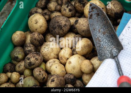 Potatoes that have been dug up from an allotment plot with a trowel and note paper