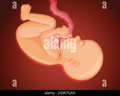 Baby inside mother womb Stock Vector