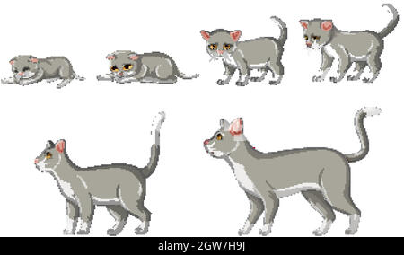 Cat growth stage on white background Stock Vector