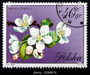 POLAND - CIRCA 1971: a stamp printed in the Poland shows Pear, Pyrus, Blossom, circa 1971 Stock Photo