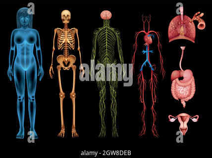 Human body systems Stock Vector
