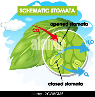 Diagram showing schematic stomata Stock Vector