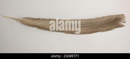 Brown peacock wing quill isolated on white background Stock Photo