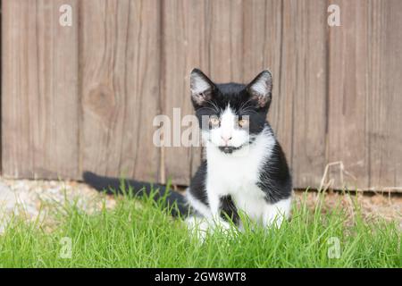 Cute black and white young cat sitting in the sun Stock Photo