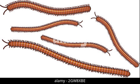 Centipede on White Background Stock Vector