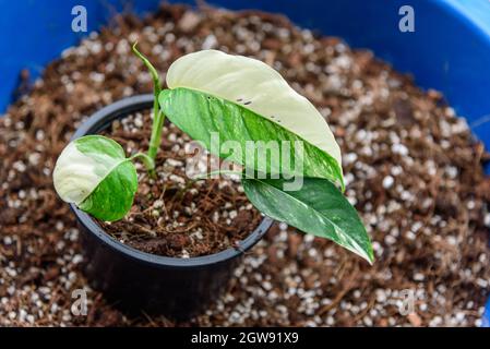 Epipremnum pinnatum aurea-variegata