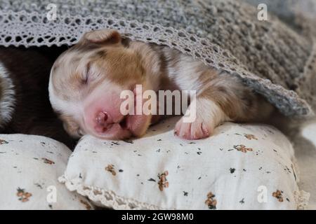 Newborn Australian Shepherd dogs. Aussie puppies lie and sleep on white pillows covered with warm gray knitted blanket. One puppy red merle is sleepin Stock Photo