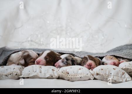 Newborn Australian Shepherd dogs. Aussie puppies lie and sleep on white pillows covered with warm gray knitted blanket. Five puppies of different colo Stock Photo