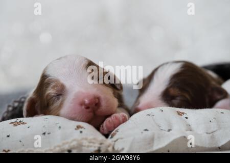 Newborn Australian Shepherd dogs. Aussie puppies lie and sleep on white pillows covered with warm gray knitted blanket. Two puppies red tricolor and M Stock Photo