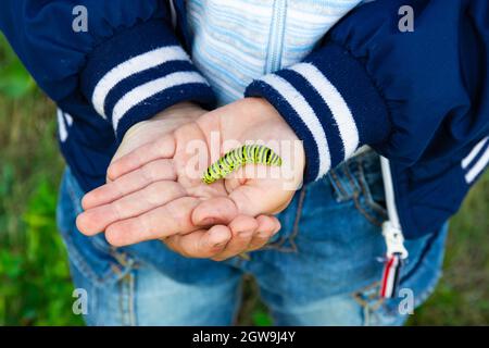 The boy's hands hold a beautiful green swallowtail caterpillar on a bright summer day in nature. Selective focus. Close-up Stock Photo