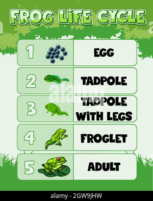 Diagram showing life cycle of Frog Stock Vector