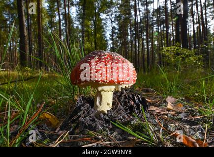 Kersdorf, Germany. 02nd Oct, 2021. A fly agaric (Amanita muscaria) grows in a forest. The poisonous mushroom, also known as red toadstool, grows in Central Europe from June until the onset of winter. For some weeks now, numerous mushrooms have been growing again in the forests of Brandenburg. Credit: Patrick Pleul/dpa-Zentralbild/ZB/dpa/Alamy Live News Stock Photo