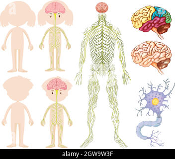 Anatomy of little boy and girl Stock Vector