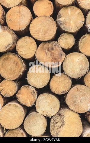 Stack of felled trees at a lumberyard or logging site, log pile trunks or wood logs in the forest, visible cross-section, deforestation concept Stock Photo