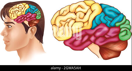 Diagram showing different parts of human brain Stock Vector