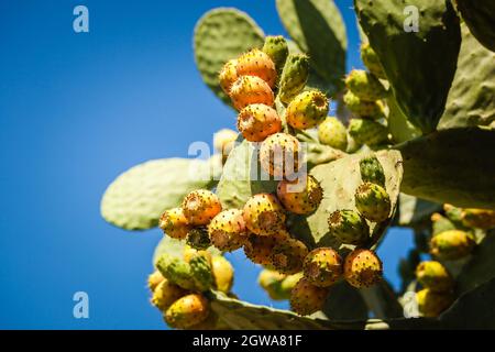 Low Angle View Of Opuntia Ficus Indica Plant Against Blue Sky