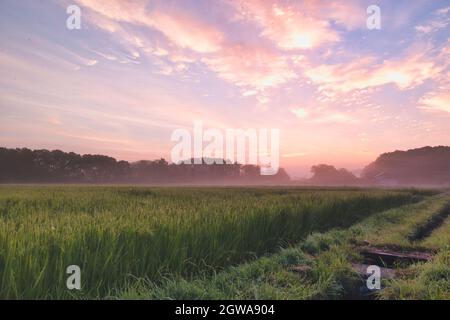Pink sunrise over green rice paddy fields Stock Photo