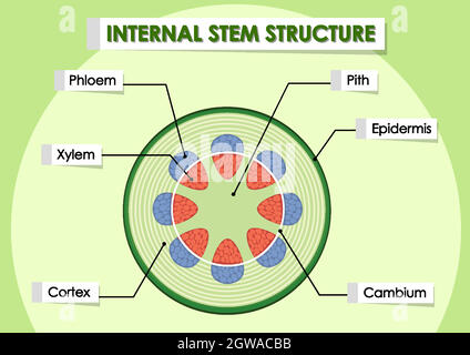 Diagram Showing Internal Stem Structure Illustration Stock Vector Image 