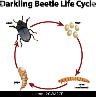 Diagram showing life cycle of darkling beetle illustration Stock Vector ...