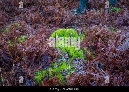 Rock covered with green moss having the shape of a tadpole, taken on a late winter overcast day in the Fontainebleau forest, France Stock Photo