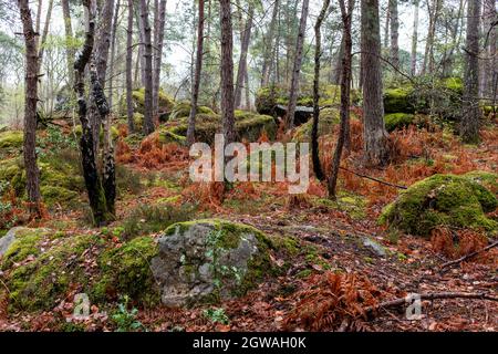 Boulders and trees, taken on a late winter overcast day in the Fontainebleau forest, France Stock Photo