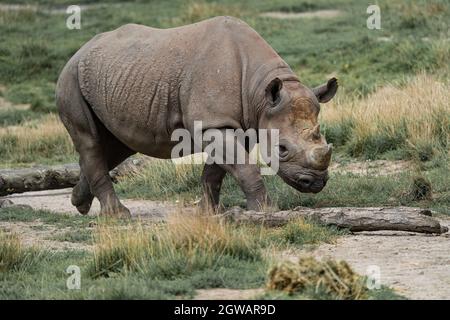 Eastern Black Rhino (Diceros bicornis micheali) Stock Photo