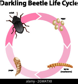 Diagram showing life cycle of darkling beetle Stock Vector Image & Art ...