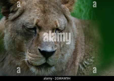 An elderly lion (Panthera leo) Stock Photo