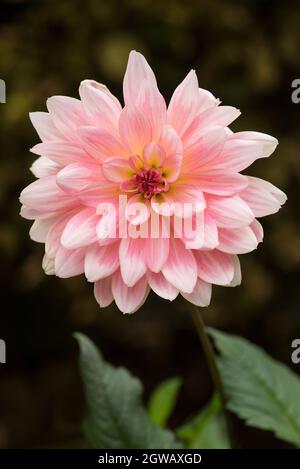 Bright Pink Dahlia with white edged Petals Stock Photo - Alamy