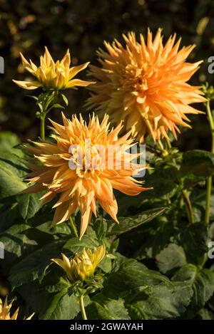 Close up of fimbriated, radiant yellow semi cactus Dahlias with red streaked petals and little or no fragrance to the flowers. Stock Photo