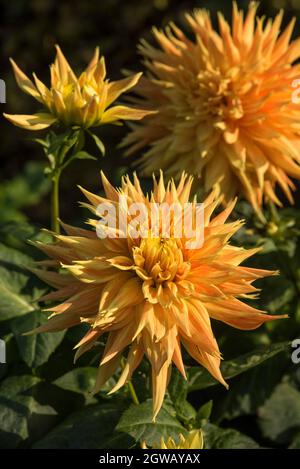 Close up of fimbriated, radiant yellow semi cactus Dahlias with red streaked petals and little or no fragrance to the flowers. Stock Photo