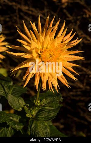 Close up of fimbriated, radiant yellow semi cactus Dahlias with red streaked petals and little or no fragrance to the flowers. Stock Photo