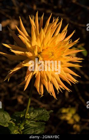 Close up of fimbriated, radiant yellow semi cactus Dahlias with red streaked petals and little or no fragrance to the flowers. Stock Photo