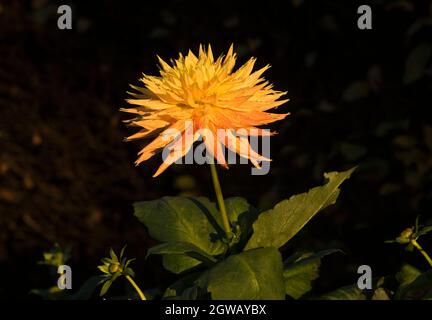 Close up of fimbriated, radiant yellow semi cactus Dahlias with red streaked petals and little or no fragrance to the flowers. Stock Photo