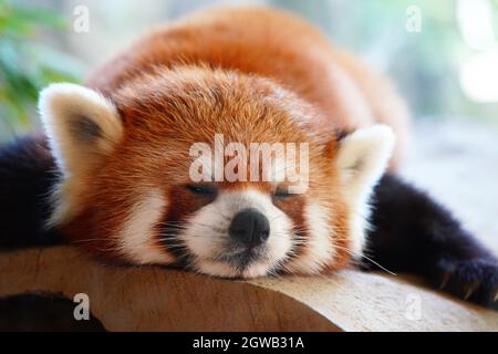 Close Up Of A Red Panda Stock Photo Alamy