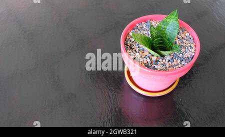 A Bird's Nest Snake Plant, Sansevieria Hahnii, in a cute pink pot Stock Photo