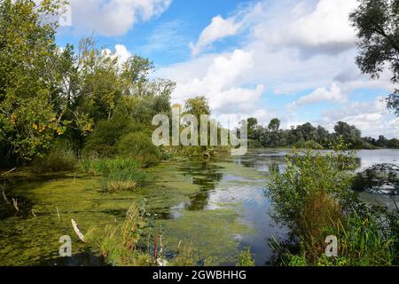 Paxton Pits Nature Reserve, Little Paxton, Cambridgeshire, UK Stock Photo