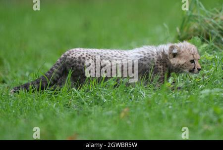 An 8-week-old cheetah cub, the first cub born at the park in ten years, explores her enclosure for the first time at Africa Alive in Suffolk. Picture date: Sunday October 3, 2021. Stock Photo