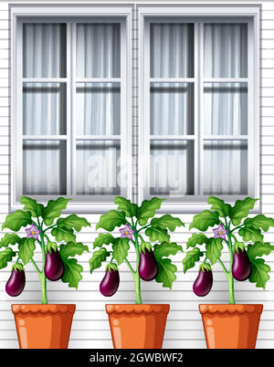 Three eggplants plants in pots on window background Stock Vector