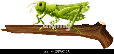 Close up of grasshopper on a branch on white background Stock Vector