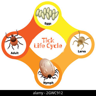Diagram showing life cycle of Tick Stock Vector