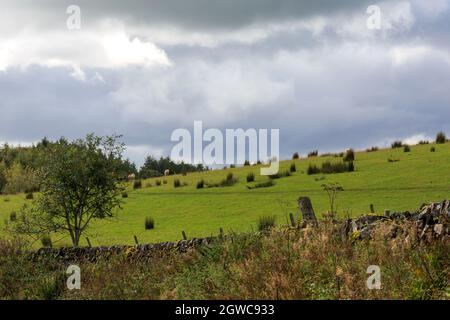 View over a stone wall with sheep in Scottish  farmland meadow Stock Photo