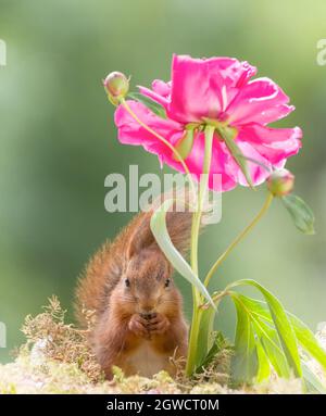 young red squirrel standing under a peony Stock Photo