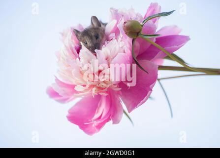 mouse is resting in a peony flower Stock Photo
