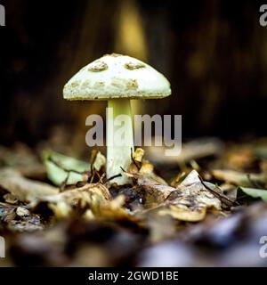 Macro shots of mushrooms in a shady forest Stock Photo