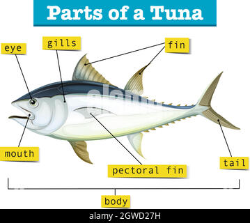 Diagram showing different parts of tuna Stock Vector