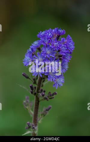 LOEN, NORWAY - 2020 JUNE 20. View on Cicerbita alpina, Alpine Sow-thistle, Alpine Blue-sow-thistle Stock Photo