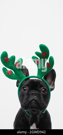 portrait of a cute french bulldog dog wearing reindeer horns and looking at the camera Stock Photo