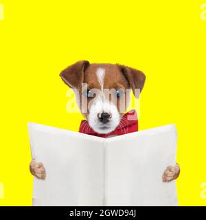 landscape of an adorable jack russell terrier dog reading the newspaper and wearing a red bowtie on yellow background Stock Photo