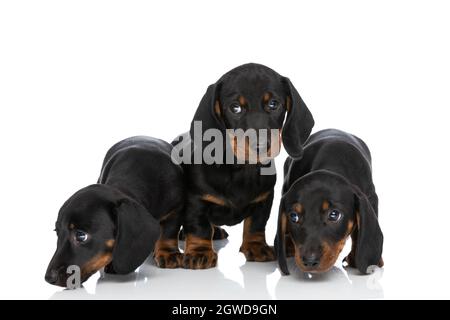 curious 3 little teckel dachschund dogs standing in studio, sniffing and searching around while looking to side on white background in studio Stock Photo